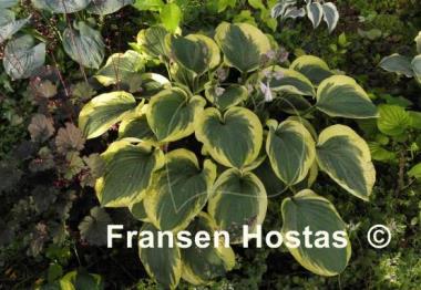 Hosta El Capitan