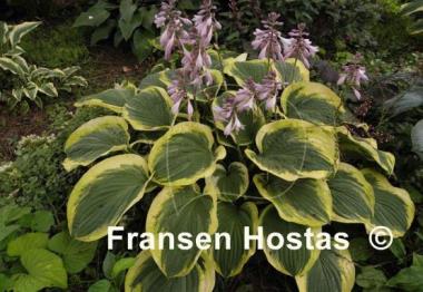 Hosta El Capitan
