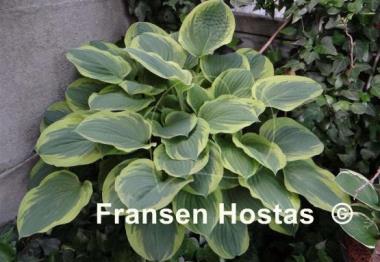 Hosta El Capitan