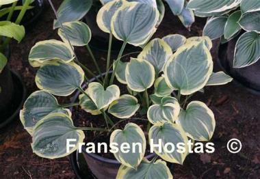 Hosta El Capitan
