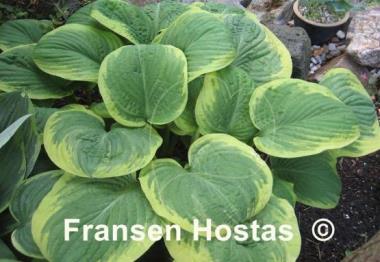 Hosta El Capitan