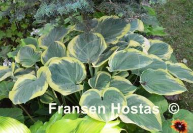 Hosta El Capitan