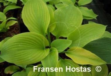 Hosta El Dorado