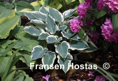 Hosta El Nino