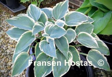 Hosta El Nino