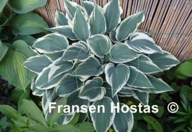 Hosta El Nino