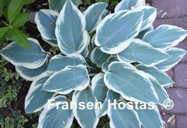 Hosta El Nino