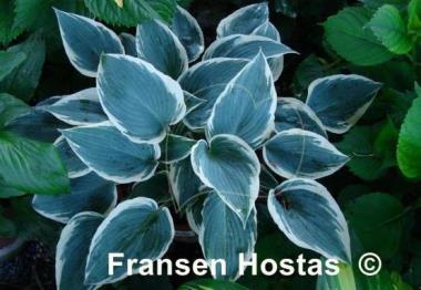 Hosta El Nino