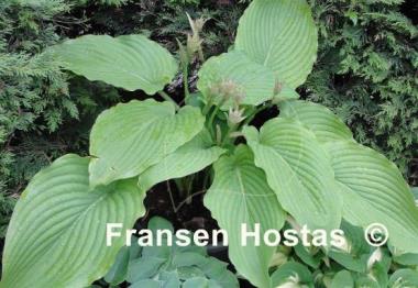 Hosta Elata
