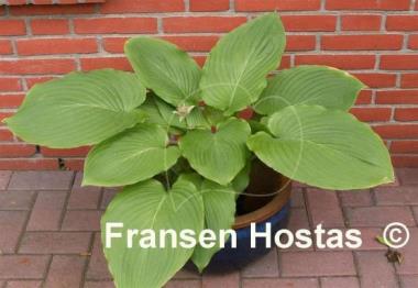 Hosta Elata