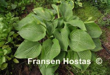 Hosta Elatior