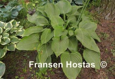 Hosta Elatior