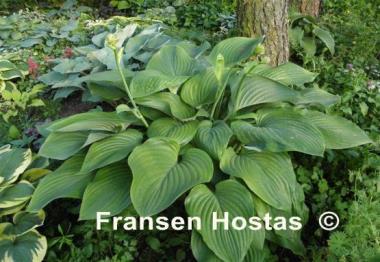 Hosta Elatior