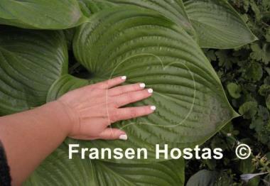 Hosta Elatior