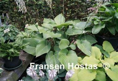 Hosta Elatior