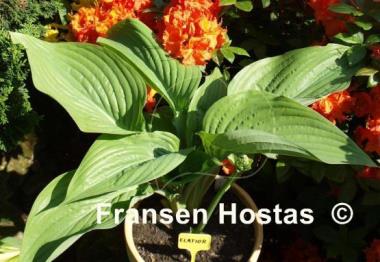 Hosta Elatior