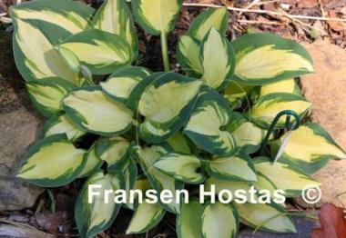 Hosta Eleanor Lachman