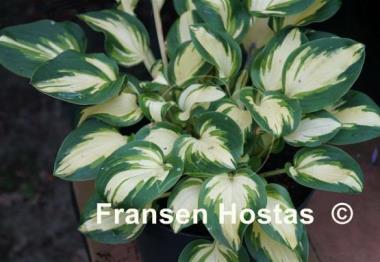 Hosta Eleanor Lachman