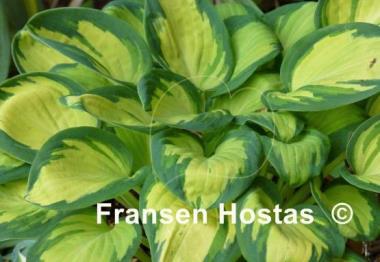 Hosta Eleanor Lachman