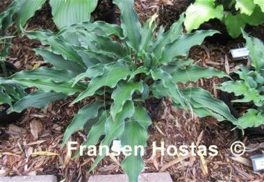 Hosta Electric Eve
