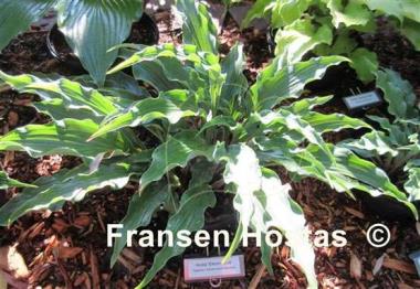 Hosta Electric Eve