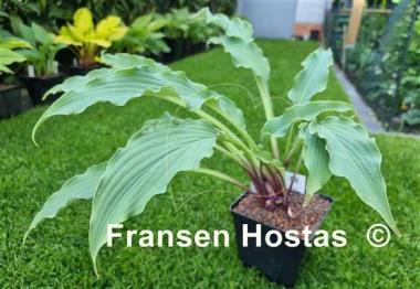 Hosta Electric Eve