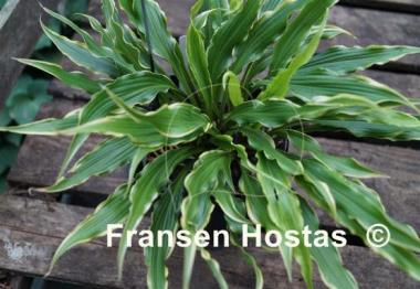 Hosta Electrocution