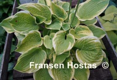 Hosta Electrum Stater