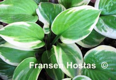 Hosta Electrum Stater