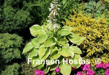 Hosta Electrum Stater