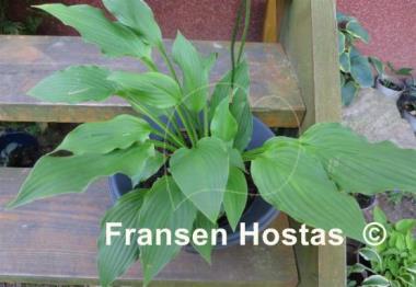 Hosta Elisabeth