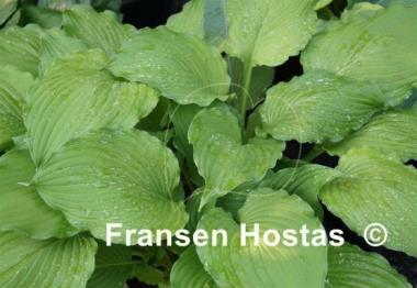 Hosta Elisabeth