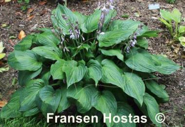 Hosta Elizabeth Campbell