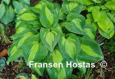 Hosta Elizabeth Campbell