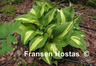 Hosta Elizabeth Campbell