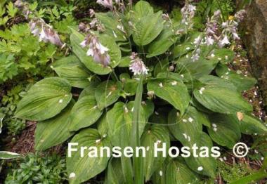 Hosta Elizabeth Campbell