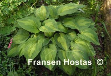 Hosta Elizabeth Campbell