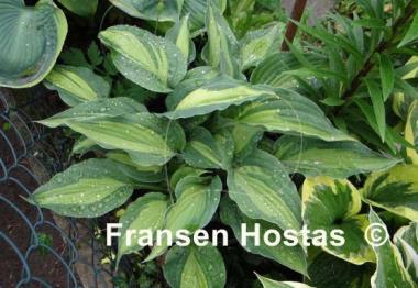 Hosta Elizabeth Campbell