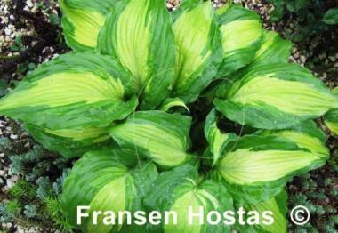 Hosta Elizabeth Campbell