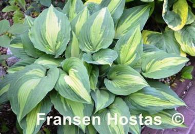 Hosta Elizabeth Campbell