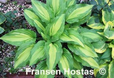 Hosta Elizabeth Campbell