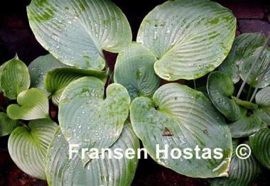 Hosta Elkhart Lake
