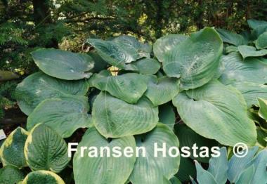 Hosta Elkhart Lake
