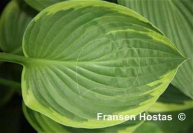 Hosta Ellerbroek