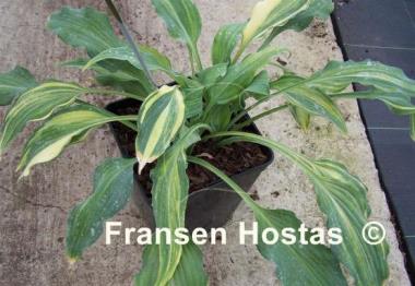 Hosta Elvis Lives Streaked