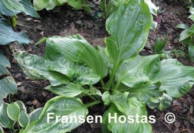Hosta Embroidery