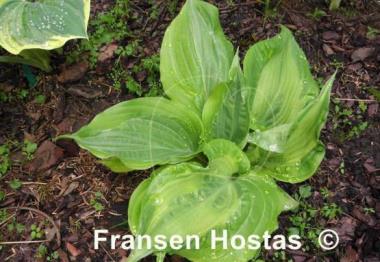 Hosta Embroidery