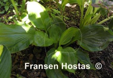 Hosta Embroidery