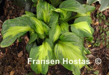 Hosta Emerald Charger