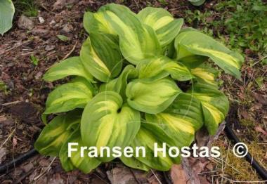 Hosta Emerald Charger